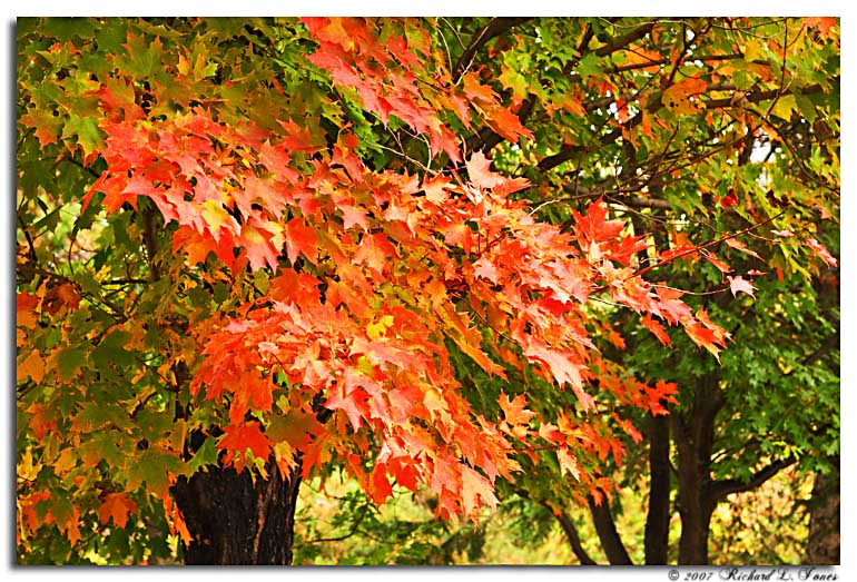 Maple leaves copy.jpg