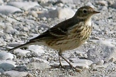 Pipits