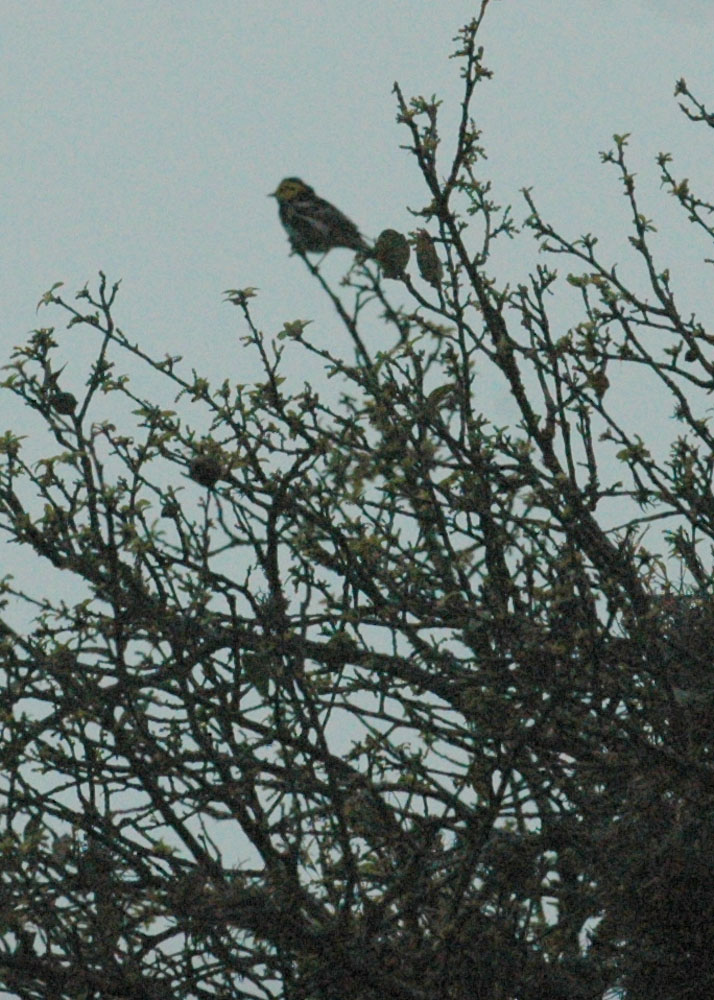 414neals 057goldencheekedwarbler.jpg