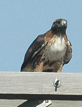 red-tailed hawk 2 DSC_9225.jpg