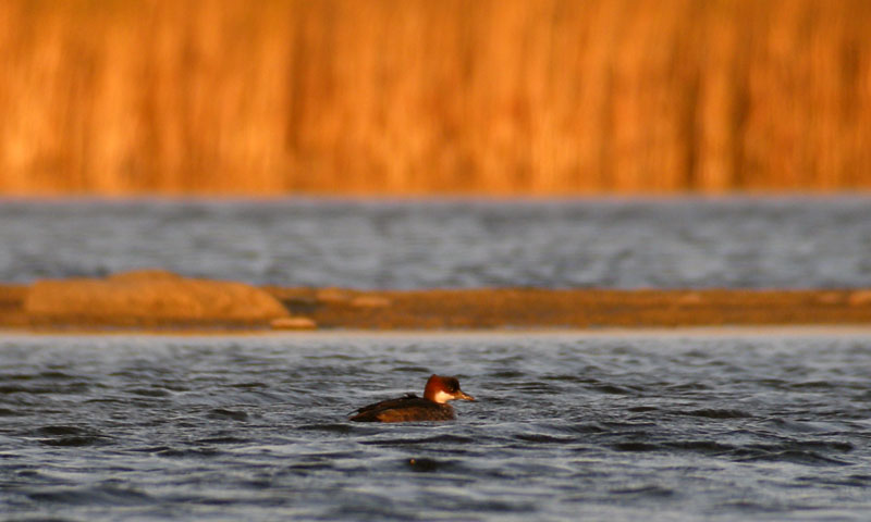 Smew / Salskrake (Mergus albellus)