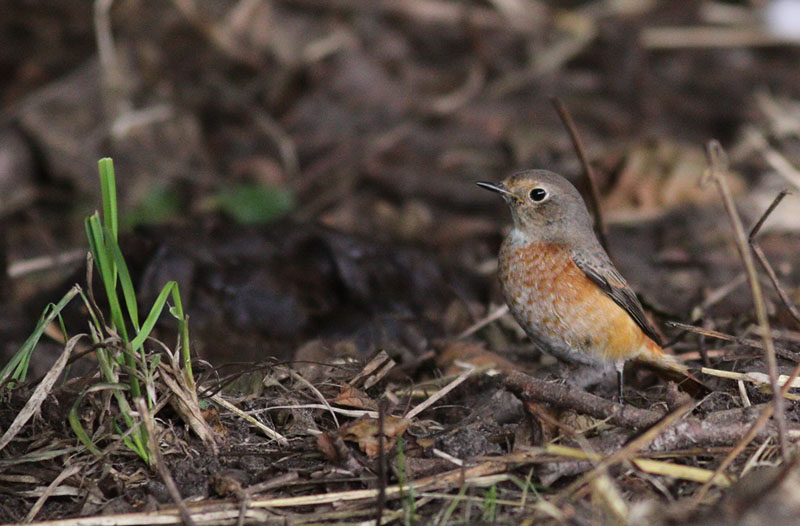 Redstart / Rdstjrt	(Phoenicurus phoenicurus)