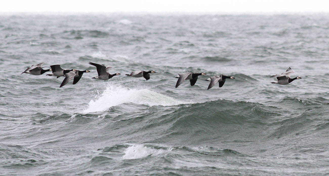 Barnacle Goose / Vitkindad gs (Branta leucopsis)