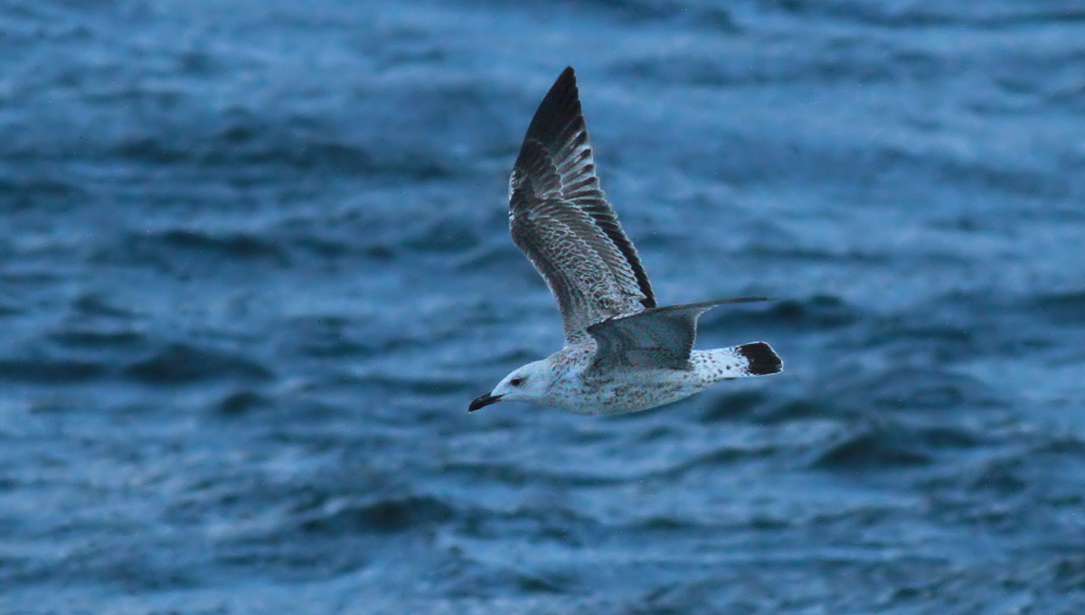 Caspian Gull / Kaspisk trut (Larus cachinnans)