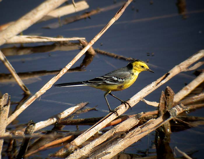 Citrine Wagtail / Citronrla (Motacilla citreola)