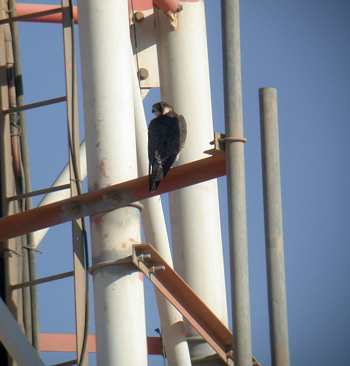 Barbary Falcon / Berberfalk (Falco pelegrinoides)