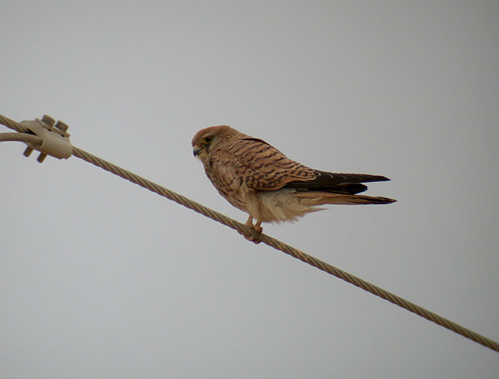 Lesser Kestrel / Rdfalk (Falco naumanni)