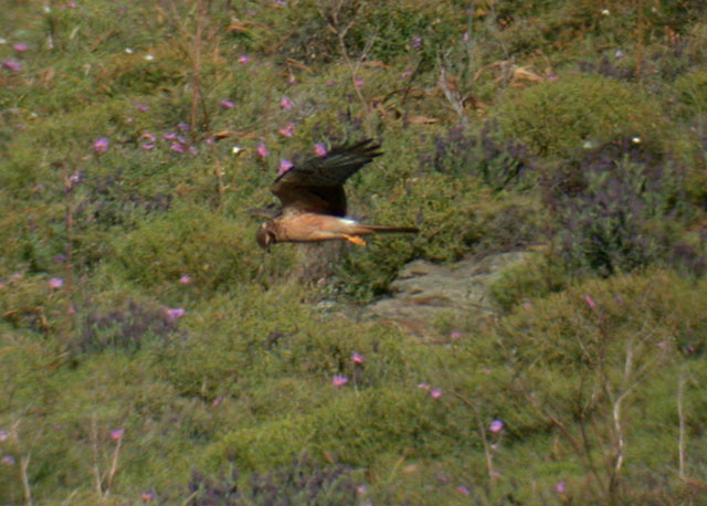 Montagus Harrier / ngshk (Circus pygargus)