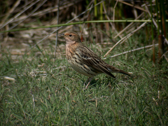 Red-throated Pipit / Rdstrupig piplrka (Anthus cervinus)