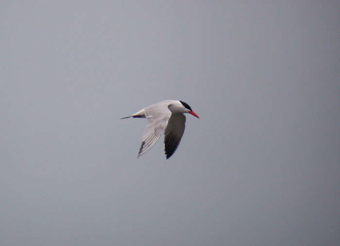 Caspian Tern / Skrntrna (Sterna caspia)