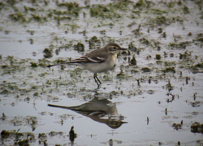Citrine Wagtail / Citronrla (Motacilla citreola)