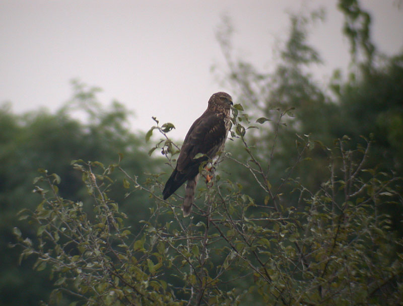 Pied Harrier / Svartvit krrhk (Circus melanoleucos)