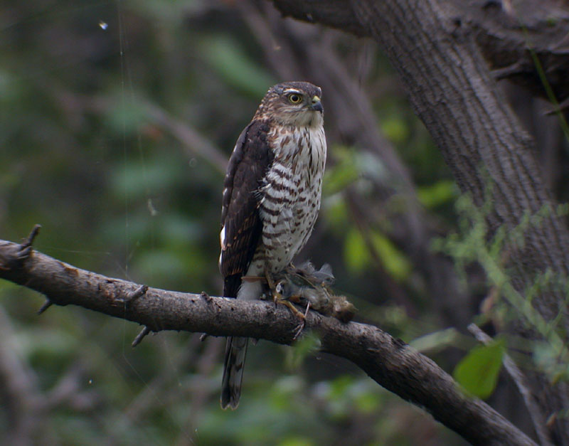 Japanese Sparrowhawk / Taigahk (Accipiter gularis)