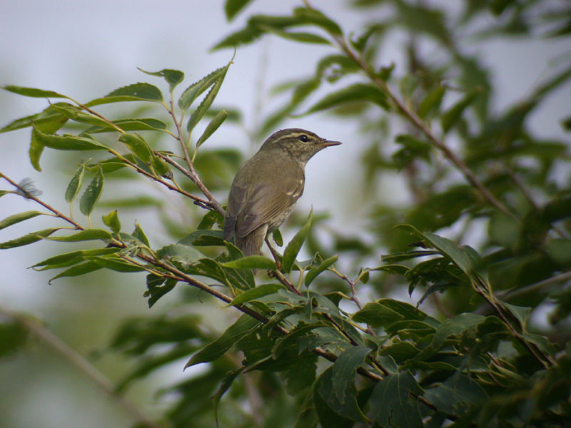 Arctic Warbler / Nordsngare (Phylloscopus borealis)