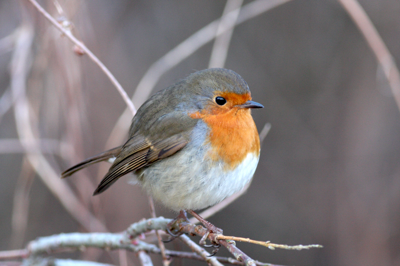 robin.jpg