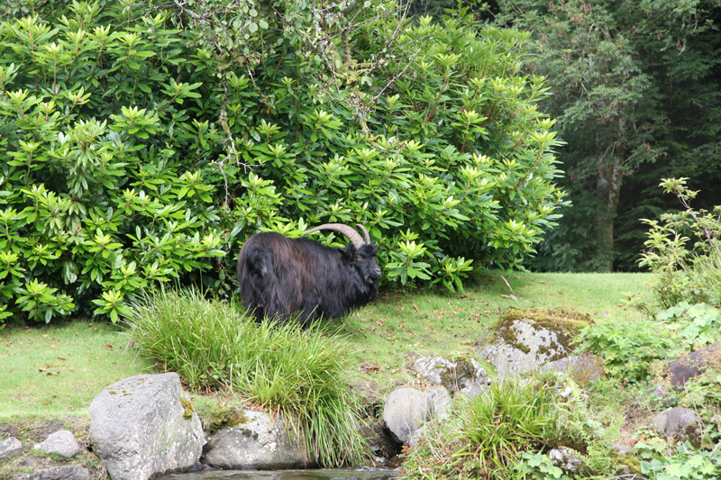 Gerald in Altskeith Gardens.JPG