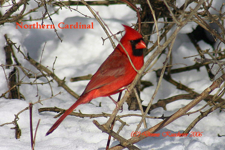 Northern Cardinal
