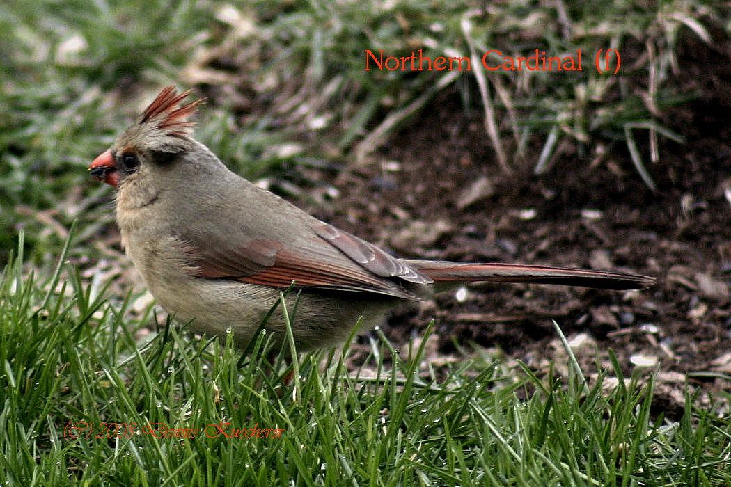 Northern Female Cardinal 