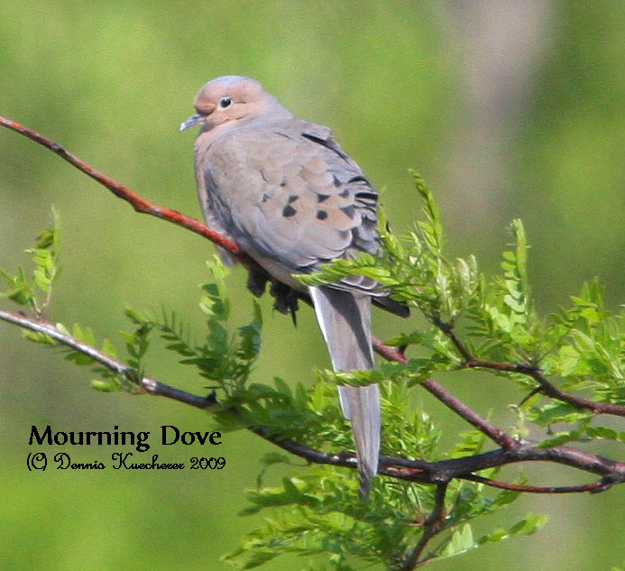 Mourning Dove