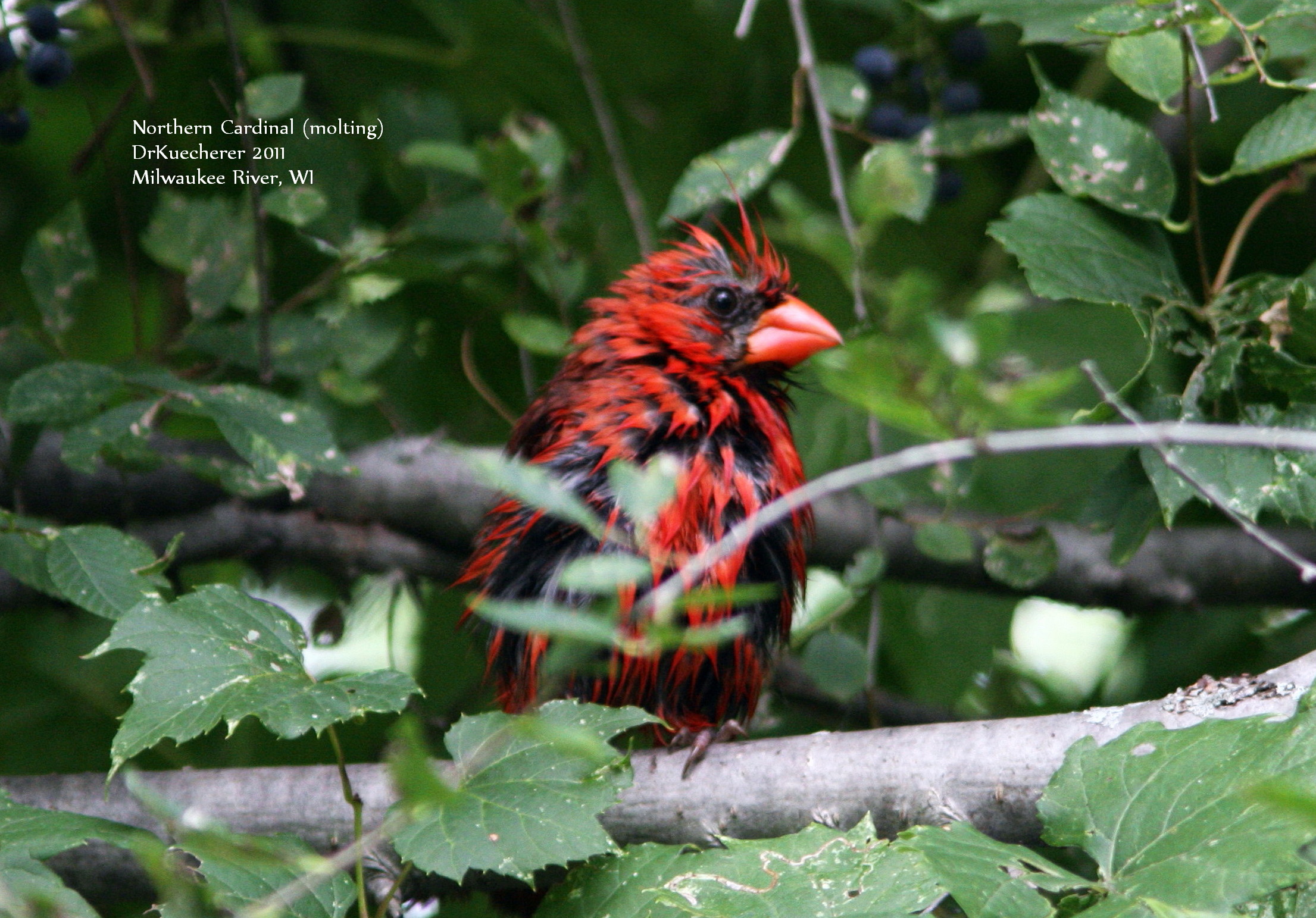 Northern Cardinal