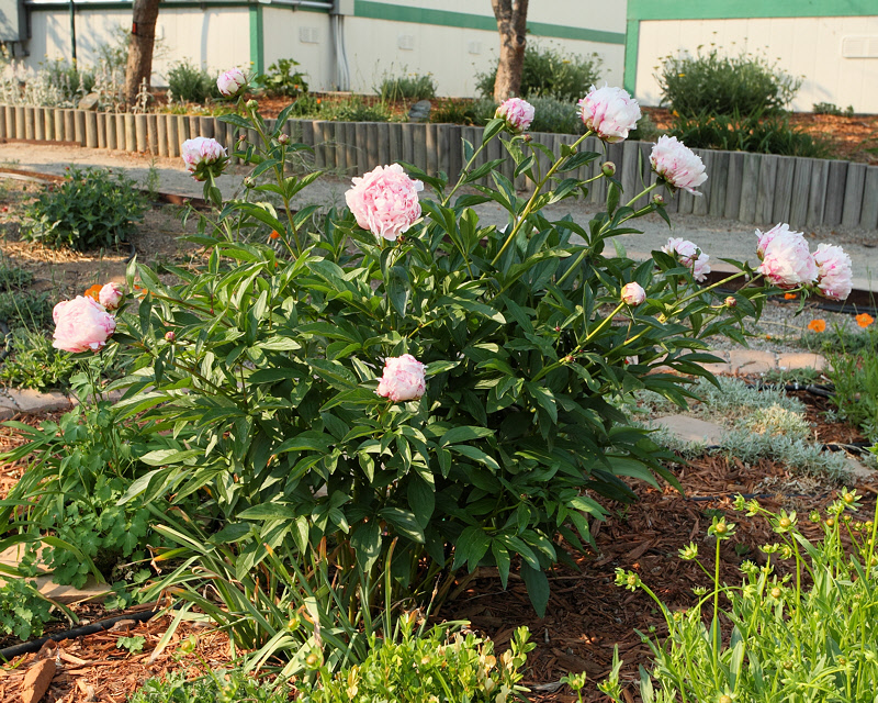 Peony, donated #755 [10oclock] (1741)