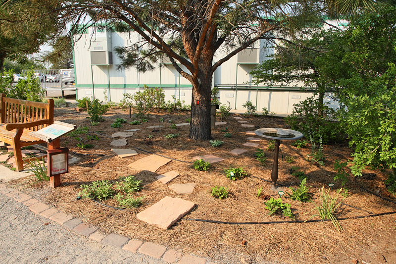 Shade Garden #275 (1723)