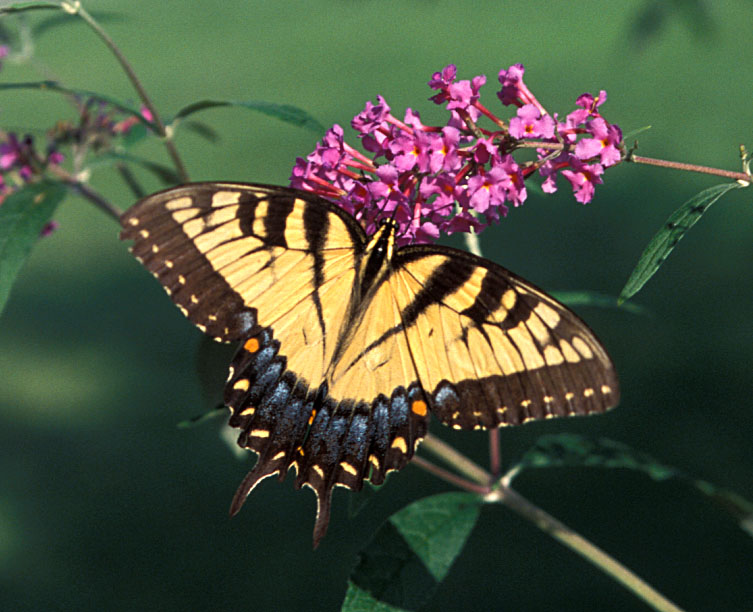 Eastern Tiger Swallowtail Butterfly