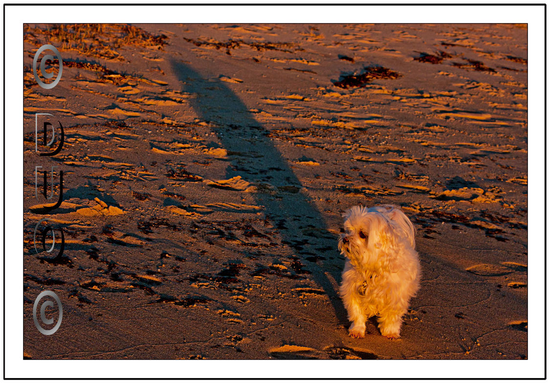 Look-How-Tall-My-Shadow-Is.