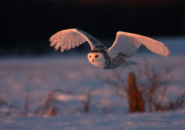Snowy Owl Dusk Patrol