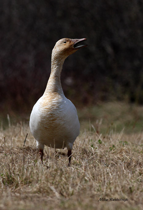 Call Of The Wild - Greater Snow Goose