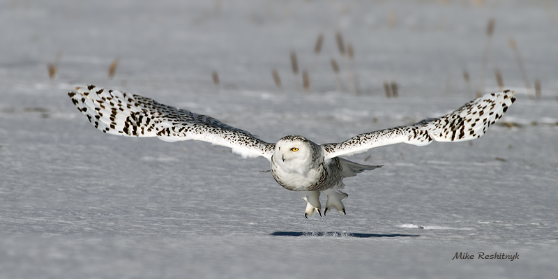 Spring-Loaded Snowy Owl