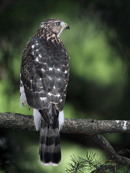 Coopers Hawk At Dusk