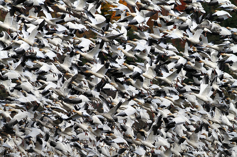Big  Rush To Happy Hour - Greater Snow Geese