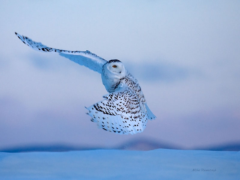 Dawn Departure - Snowy Owl