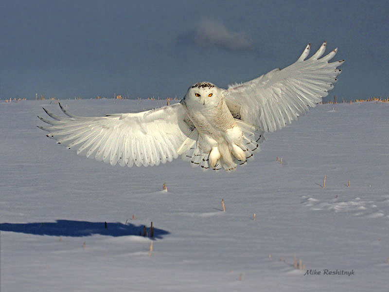 Full Frontal - Snowy Owl