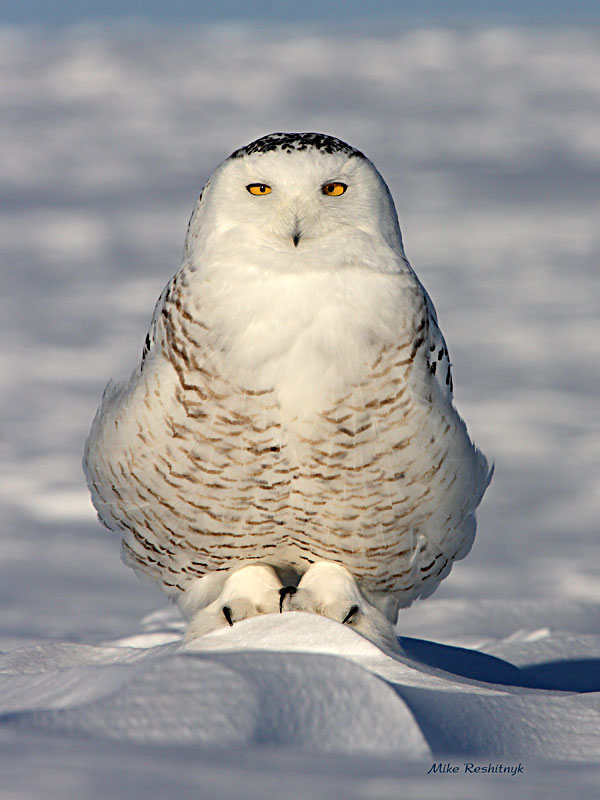 King Of The Hill - Snowy Owl