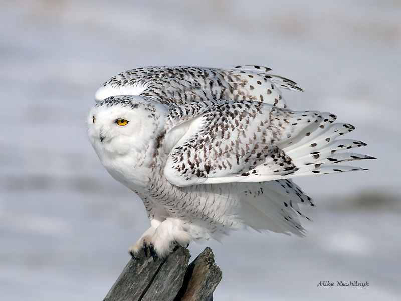 Balancing Act - Snowy Owl