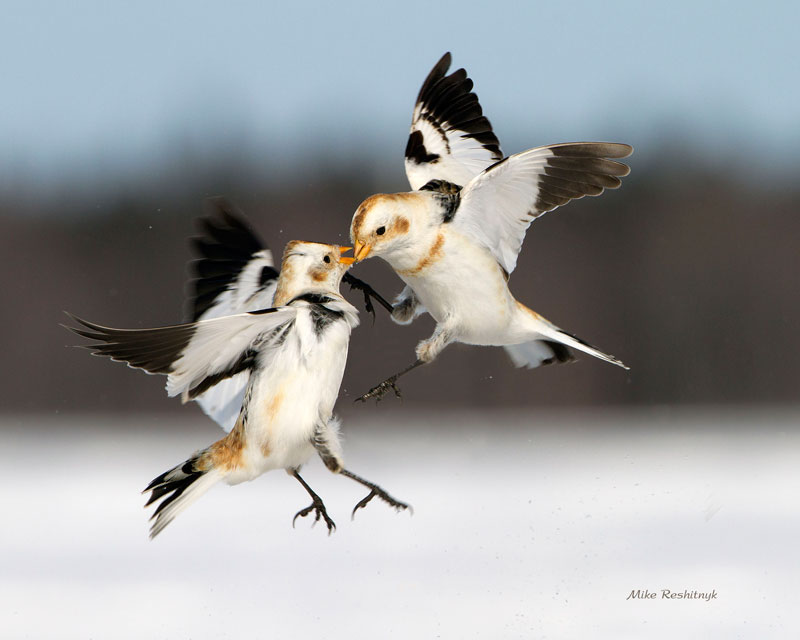 Dynamic Face-off - Snow Buntings