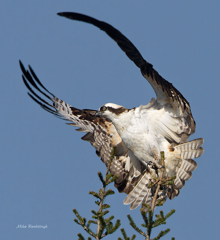 I'm Punching My Ticket Out Of Here!  Osprey