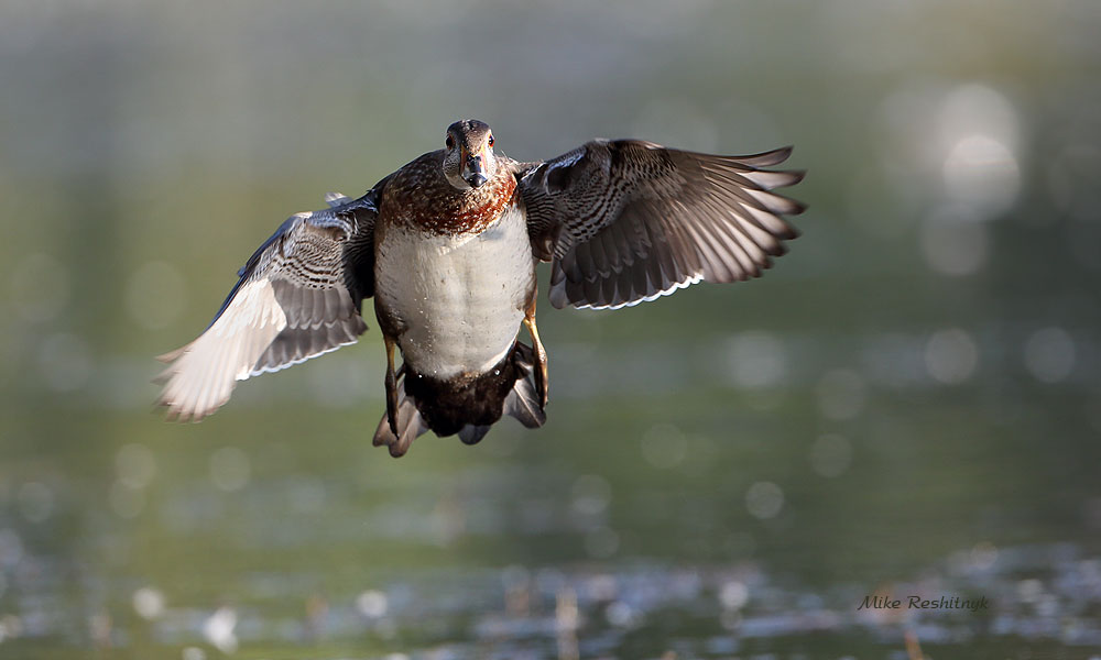 Giving My New Wings A Test Drive - Wood Duck 