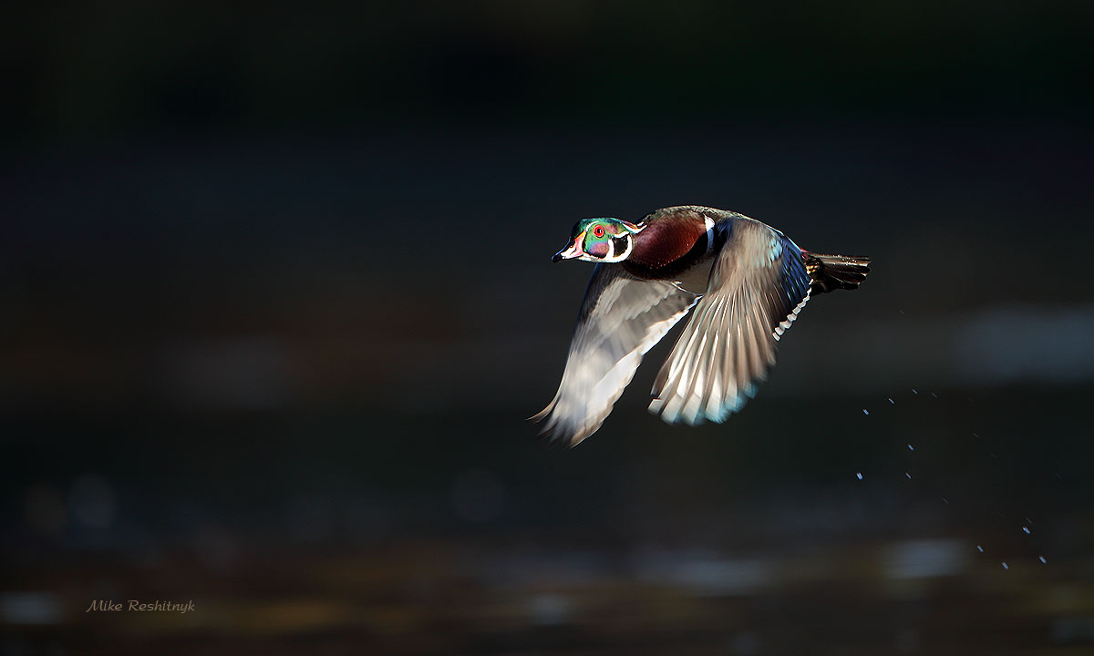 Morning Glory - Male Wood Duck