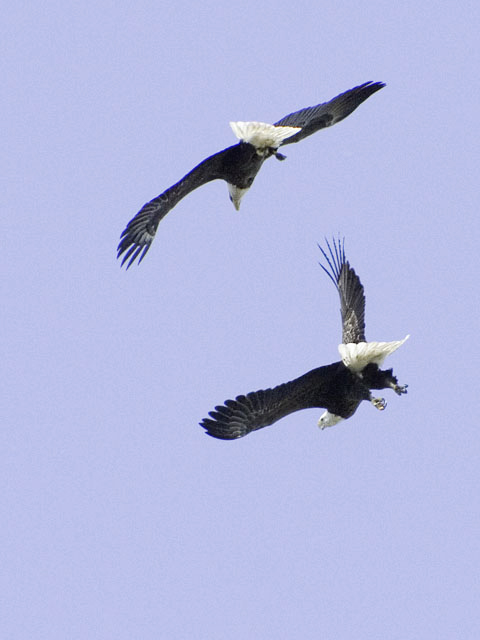 Eagles at Play