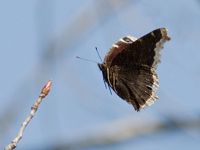Mourning Cloak