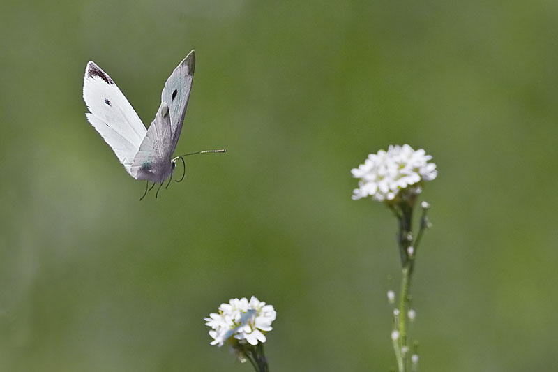 Cabbage White in Flight