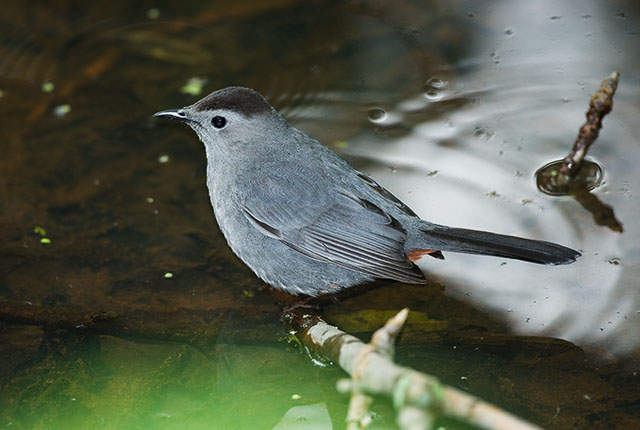 Gray Catbird
