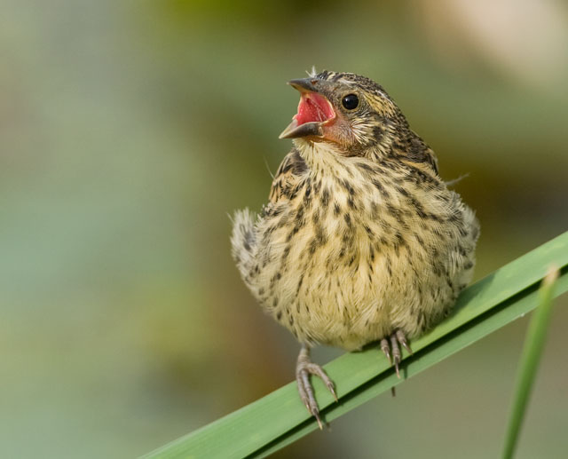 Singing for Her Supper