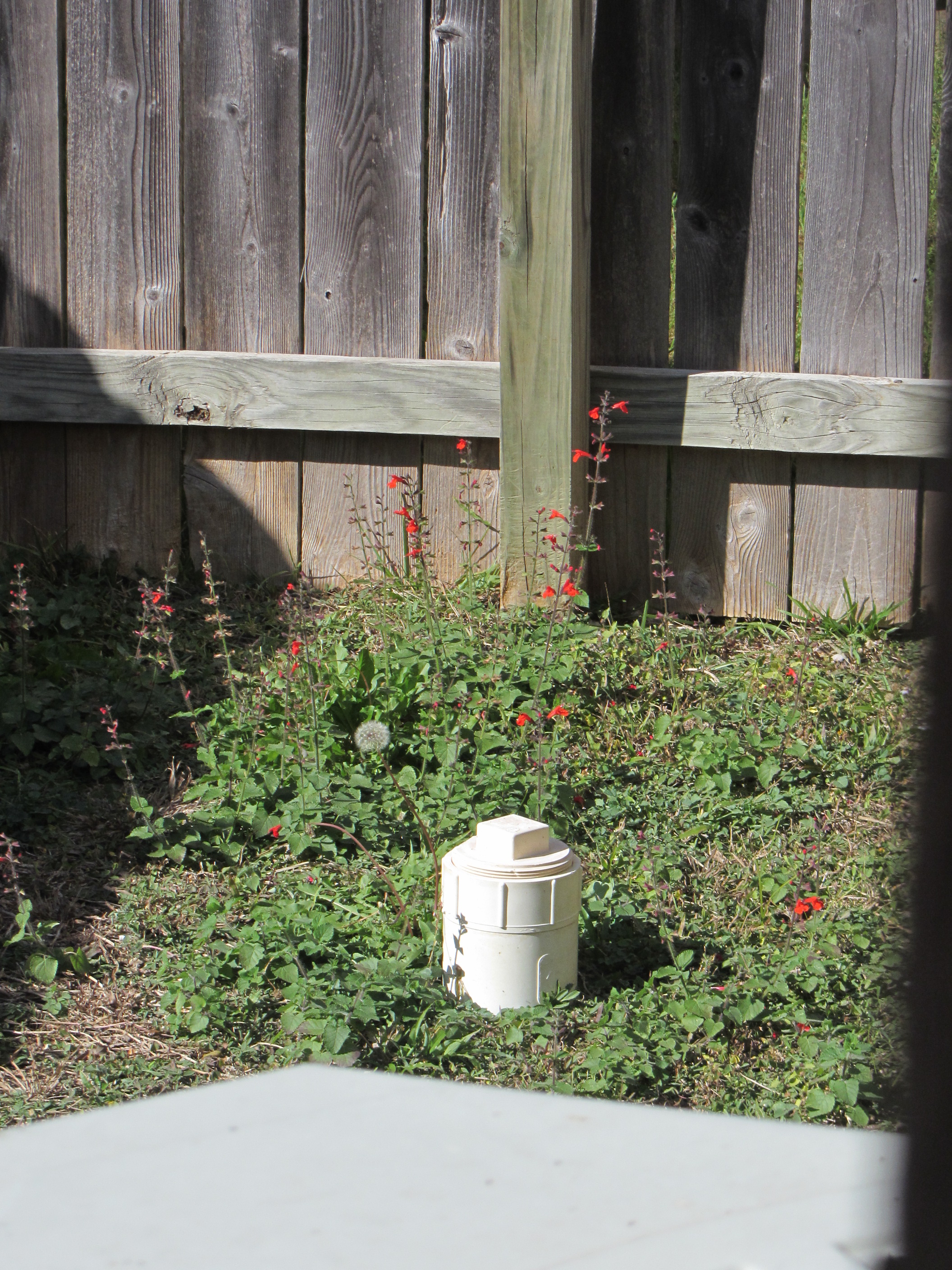 Salvia? growing in neighbors yard