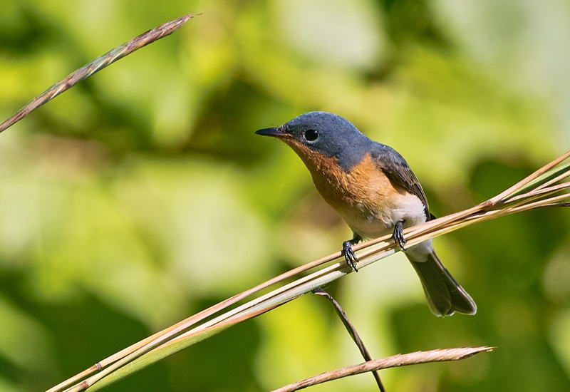Monarch Flycatcher