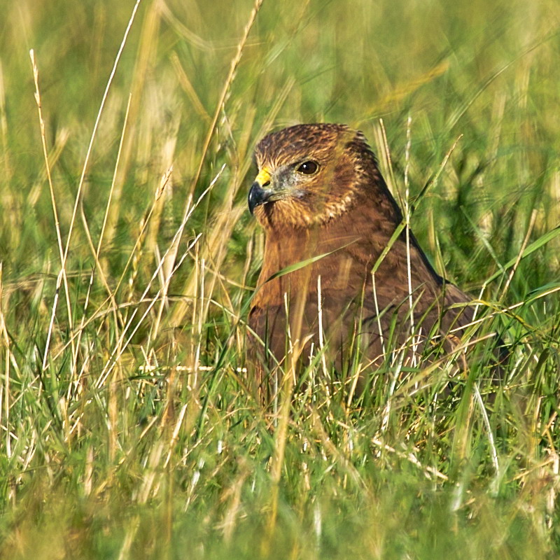 Harrier  Hawk