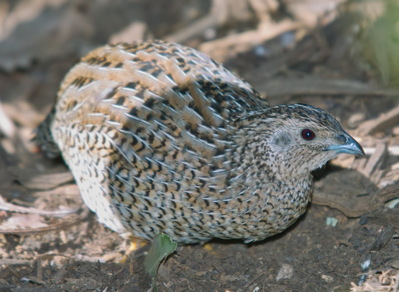 Brown Quail